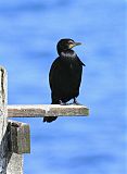 Little Pied Cormorant